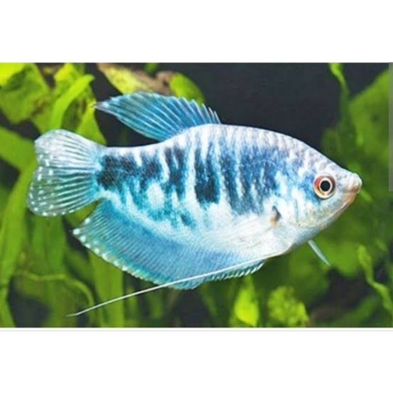 ikan hias Sepat biru