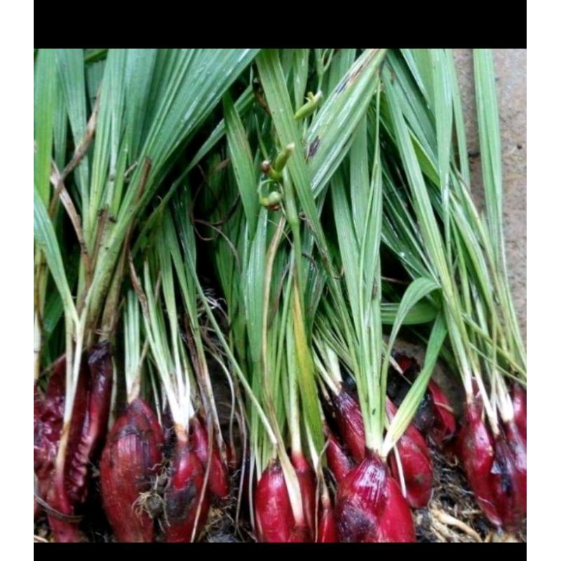 

bawang dayak / babawangan 100gram asli dan murni terbaik