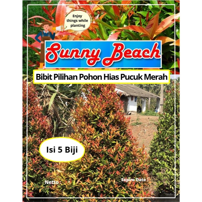 Bibit Pilihan Pohon Hias Pucuk Merah | Benih Pohon Pohon Hias Pucuk Merah | Daun Pucuk Merah