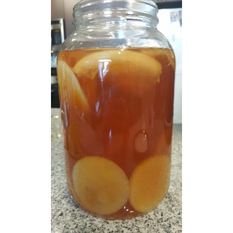 

Bibit SCOBY Kombucha Segar & Aktif | Cocok untuk Pemula & Usaha Rumahan