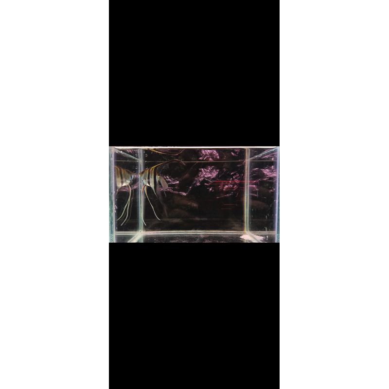 Ikan manfish bw slayer