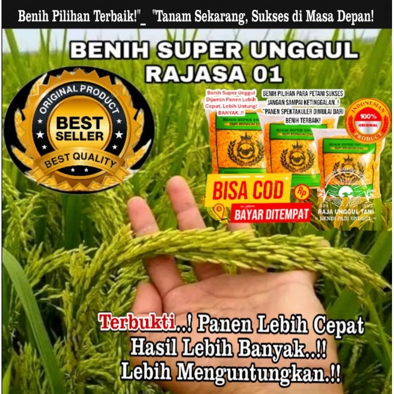 5Kg BENIH BIBIT PADI SUPER RAJASA  01 ORIGINAL GABAH BERKUALITAS UNGGUL GENJAH HASIL MELIMPAH 11 ton