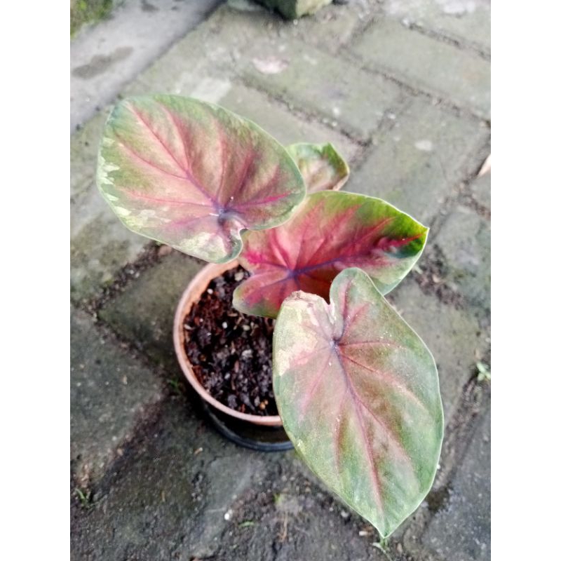 caladium hybrid