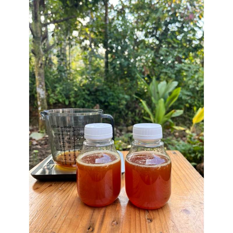 

Madu galo galo / kelulut / klenceng / trigona / lebah tanpa sengat 250 gr