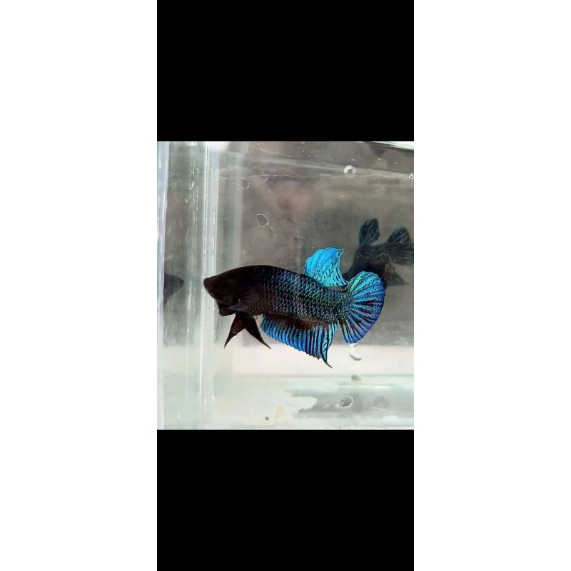 *MDS, LOKAL HIAS KOI MULTI,MULTICOLOUR,FCCP,YELLOW BASE*