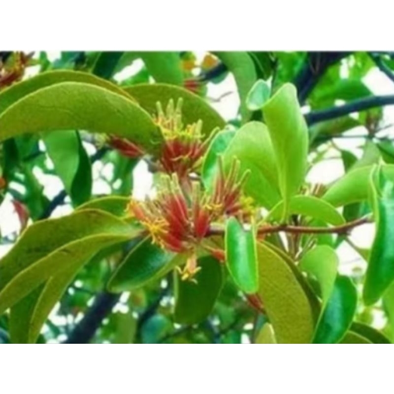 

PROMO 200 GRAM DAHUN BENALU/MLADEHAN HERBAL.ALAMI TANPA KIMIA