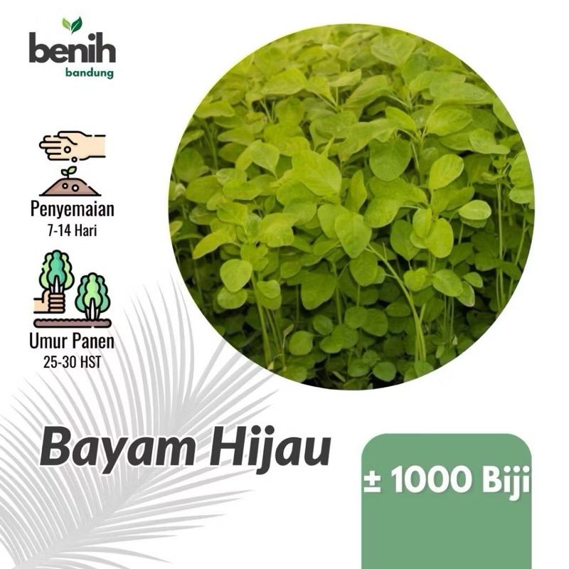 

± 1000 Biji Bibit Bayam Hijau Maestro Benih Sayuran Unggul Berkualitas Super Tanaman Sayur Seribuan Cap panaj merah maestro