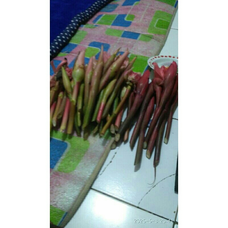 

kembang kecomeang merah mping barang bagus per 1 iket
