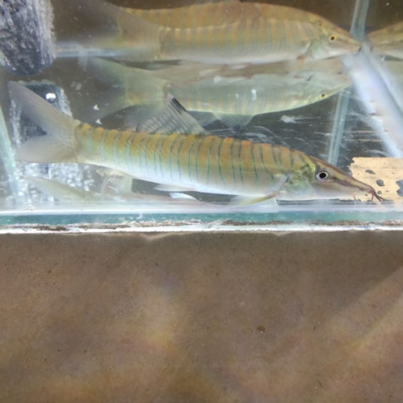 Botia Green / Hijau Untuk Hiasan Aquarium / Pemakan Sisa Makanan / Pemakan Lumut Dll