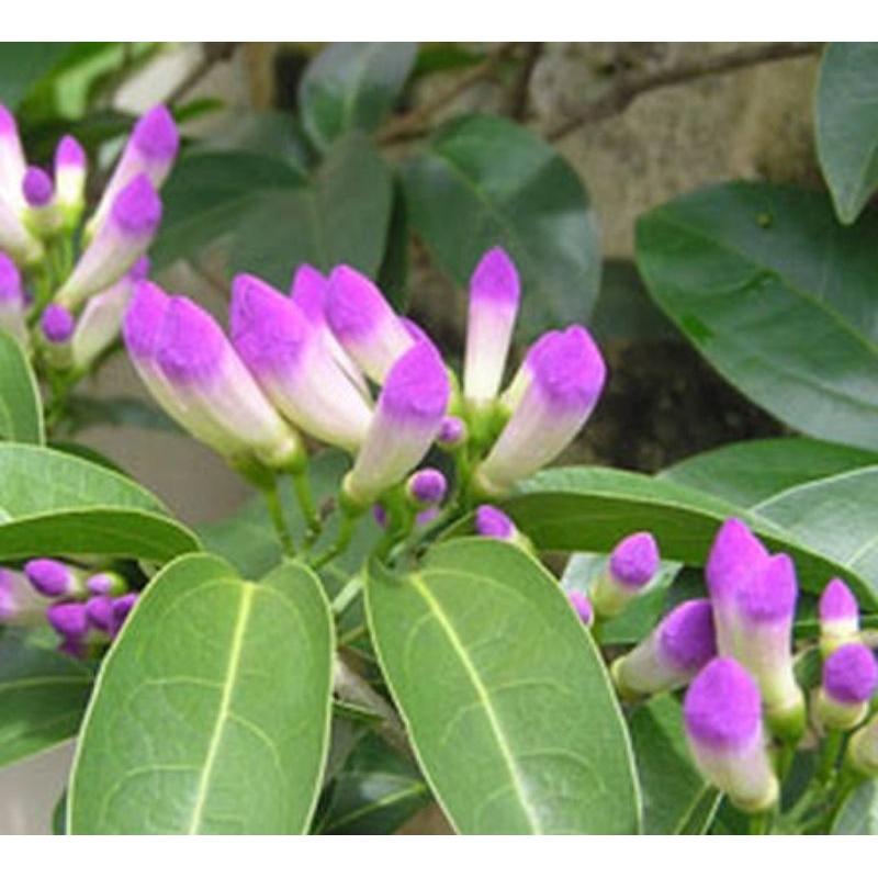 Tanaman Hias Garlic Vine ungu Bibit Bunga Garlic Vine Bunga Stefanot ungu