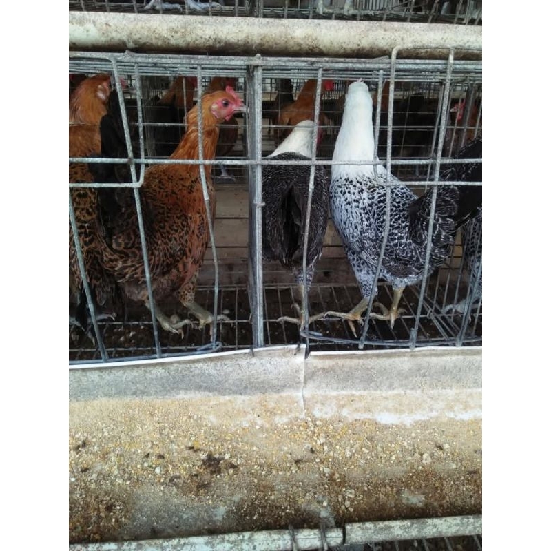 Usia 21 Minggu ayam petelur arab betina