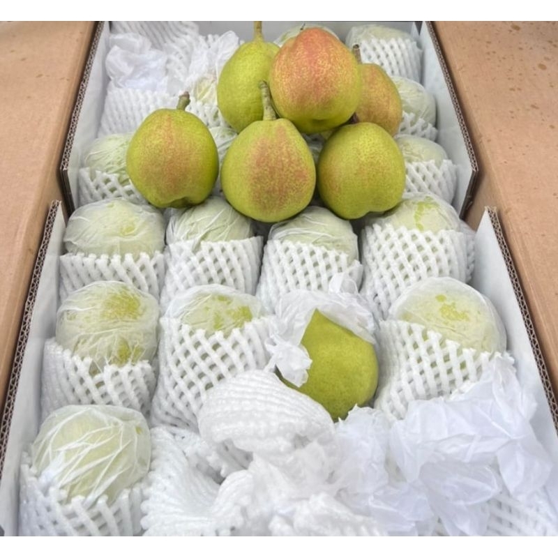 

pear xianglie