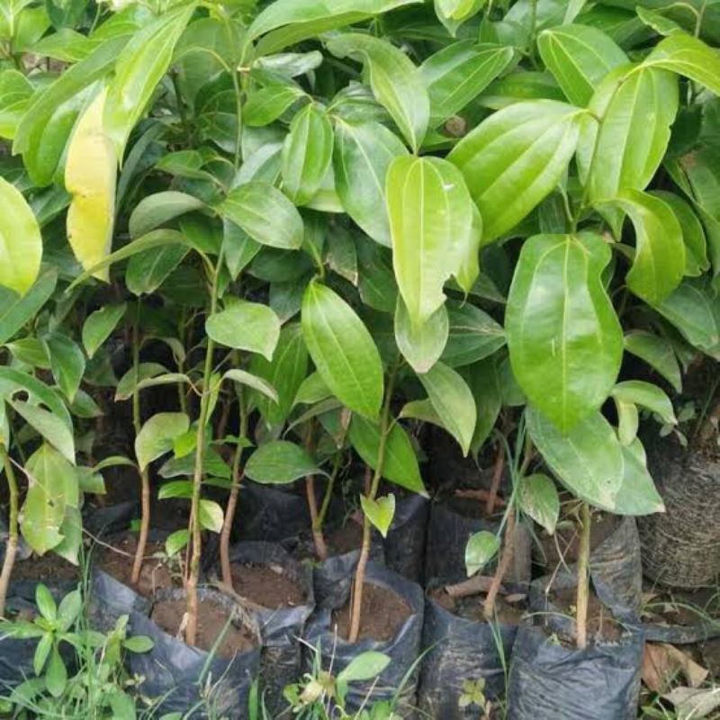 Bibit Tanaman Kayu Manis Asli | Bibit Pohon Kayu Manis