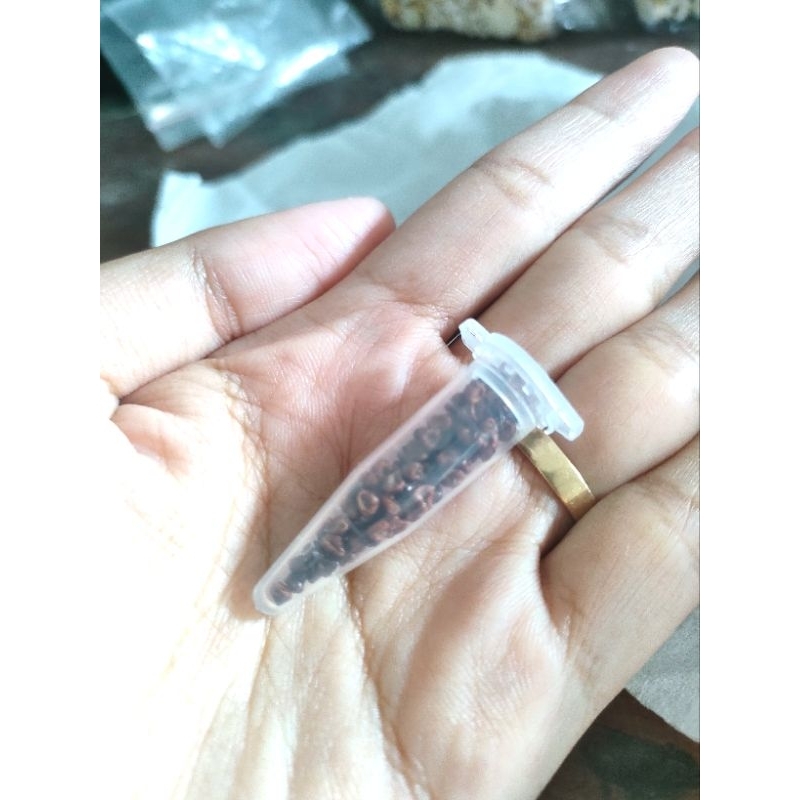 

Promo Seed Astrophytum Mix