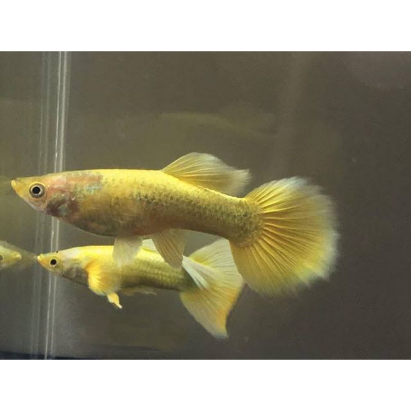 Hiasan aquarium Guppy full gold sepasang
