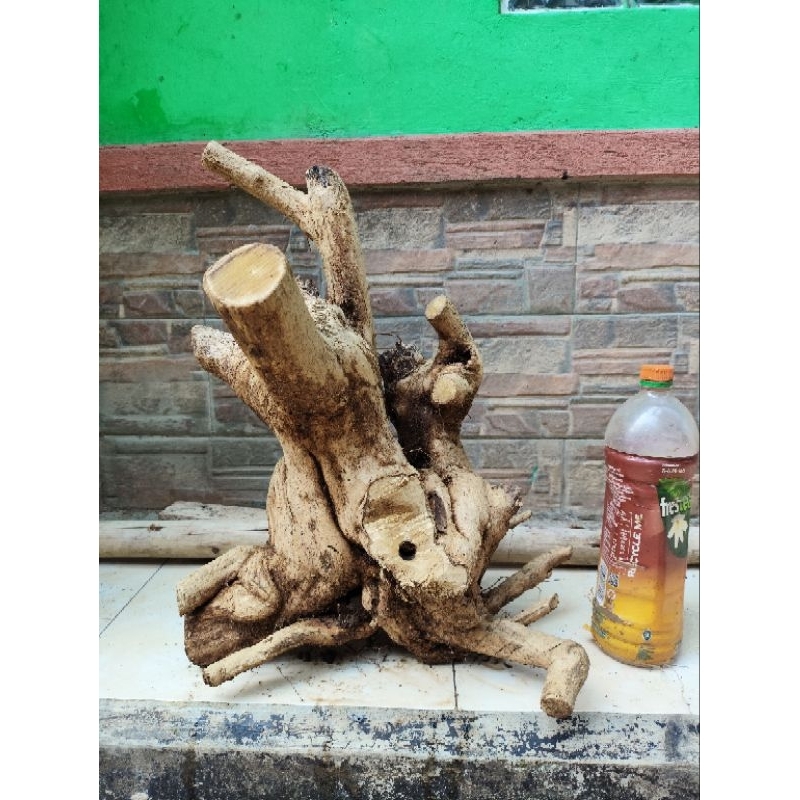 bahan dongkelan wahong gunung bogel unik