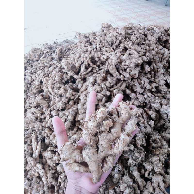 

Jahe emprit segar fresh tua rasa pedas mantap kualitas terbaik