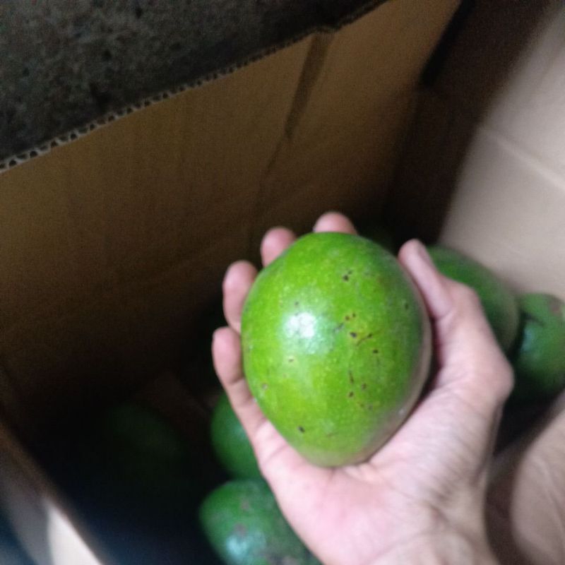 

alpukat mentega Padang batu sangkar