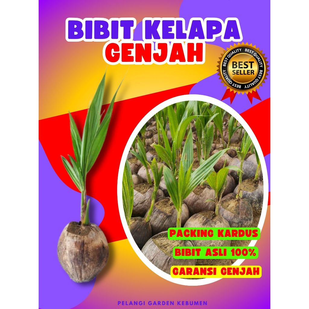 PALING DICARI.. Tanaman Kelapa Besar, Tanaman Kelapa Bonsai, Tanaman Kelapa Buah Besar