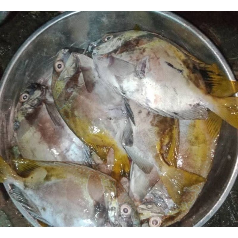 

IKAN BARONANG, KEA KEA