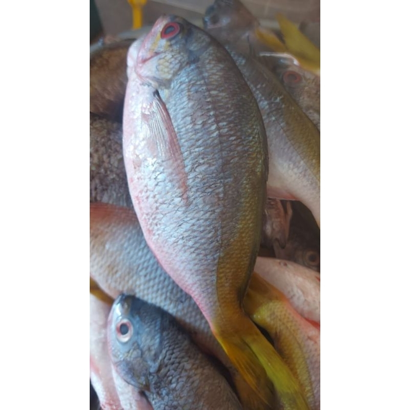 

Ikan Ekor Kuning Murah Dan Fresh