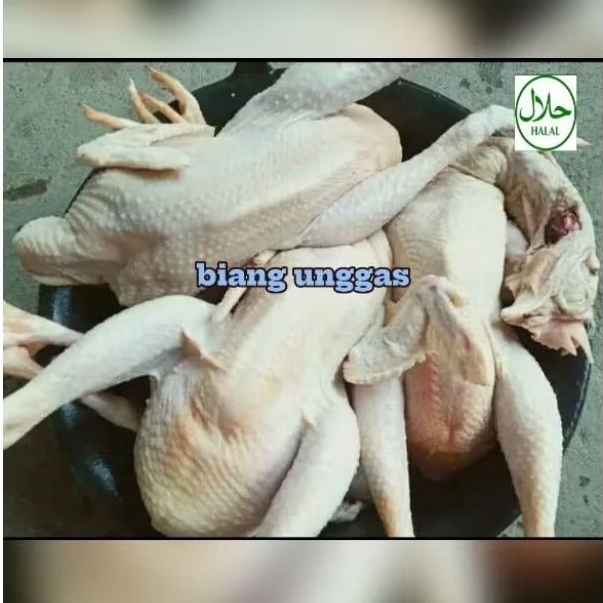 

Ayam merah fresh / ayam petelur / ayam afkir / ayam tua