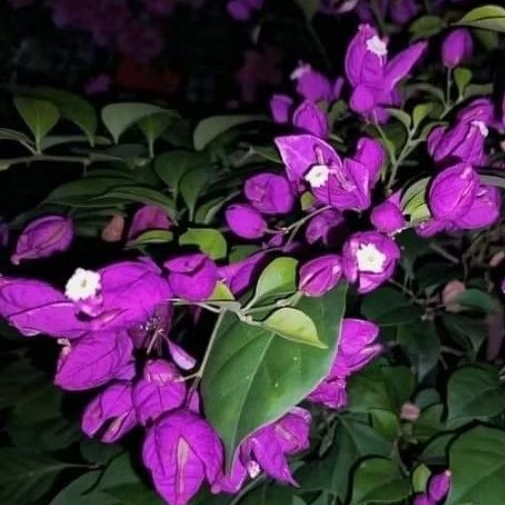 Tanaman hias Bougenville / Bunga kertas import id Anggur Ungu