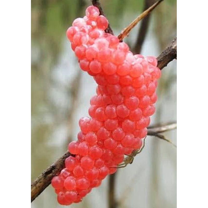 telur keong mas/telur keong sawah untuk penetasan