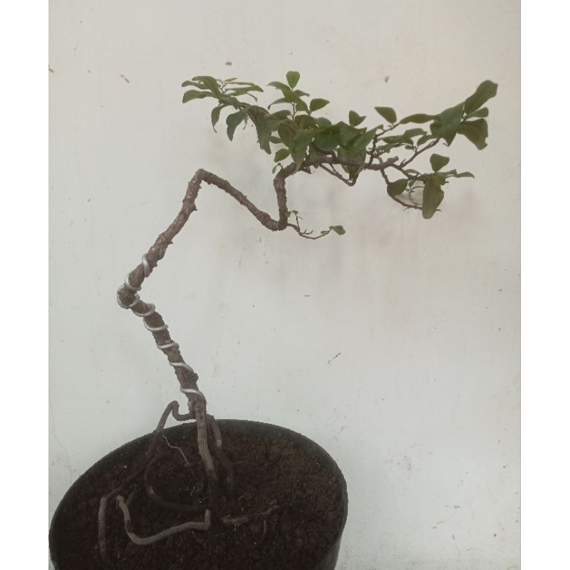 Bonsai Mustam buah