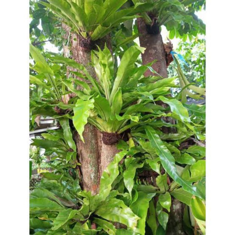 Tanaman hias kadaka dinding - kadaka dinding - pohon hidup