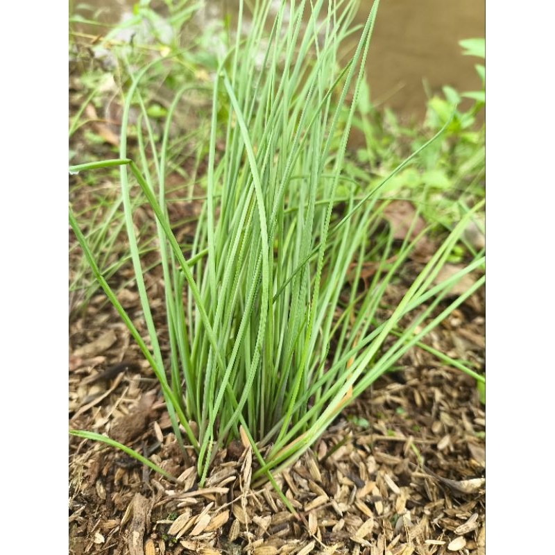 Bibit Bawang Kucai sayur Daun kucai Sayuran Kucai