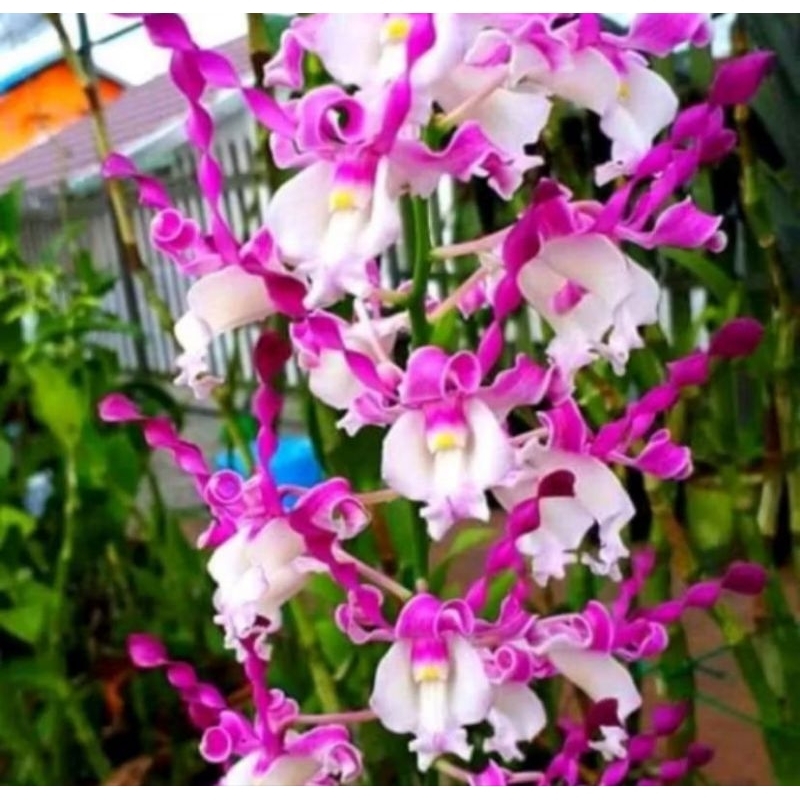 PROMOANGGREK DENDROBIUM KERITING Knop/Spike-SIAP BERBUNGA