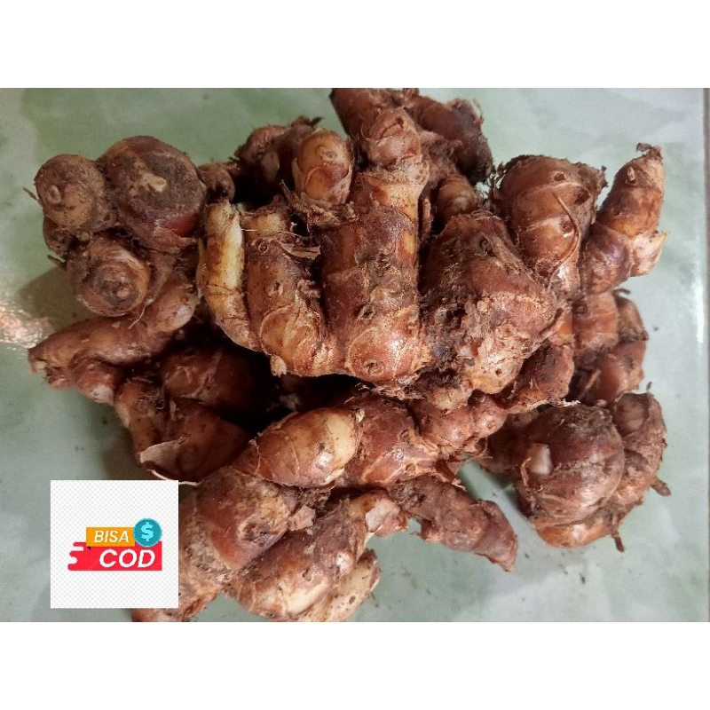 

KENCUR FRESH 1KG TERMURAH BESAR FRESH BUAT SEBLAK,PILUS CIKUR,PILUS KENCUR, REMPAH PILIHAN