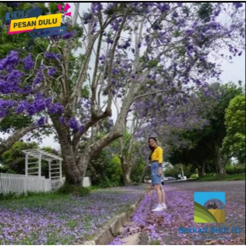 bibit tabebuya ungu tinggi 1m up batang besar