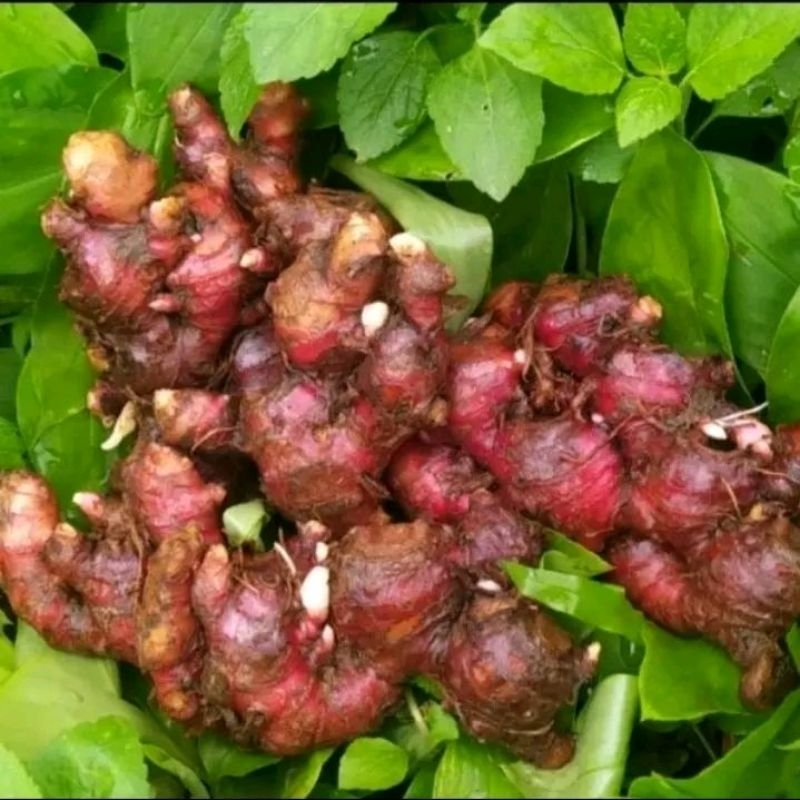 

JAHE MERAH mentah 1000 gram Tua Segar Merah Merona Organik Jamu Sehat Herbal Alami