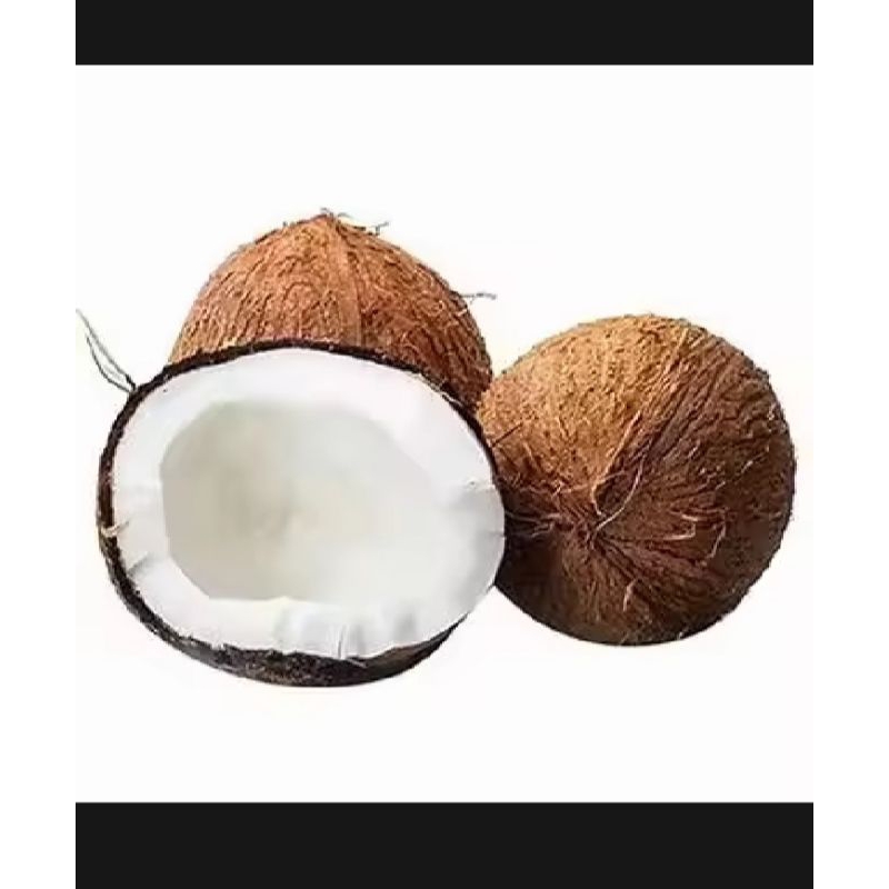 

Jual Kelapa Segar Tua untuk bahan santan per butir