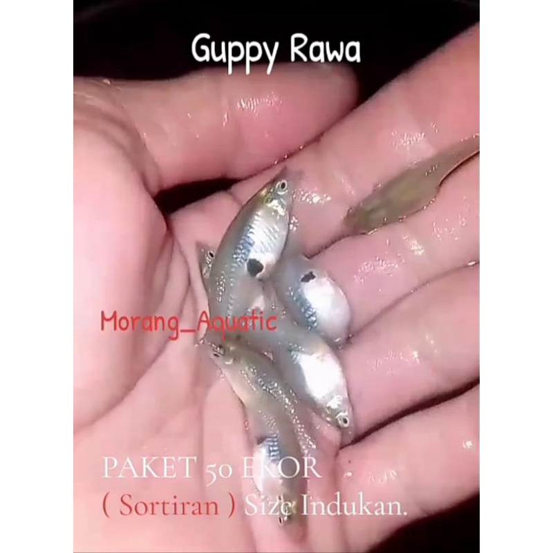 Guppy Rawa Paket 50 Ekor Pakan Alami Ikan Predator Channa Louhan Oscar Tiger Fhis