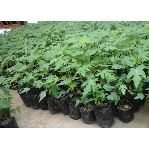 Bibit Pepaya California Berkualitas