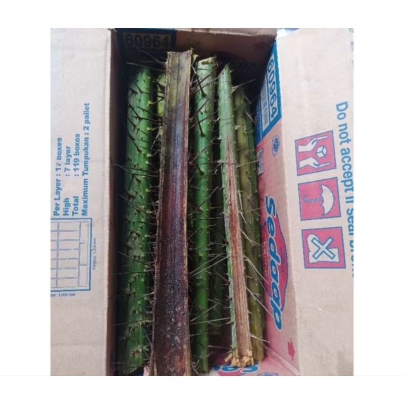 

jual duri salak per 10batang+bonus3