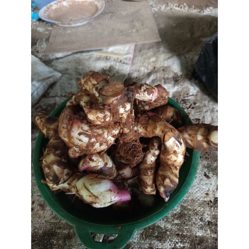 

umbi ganyong segar 1kg