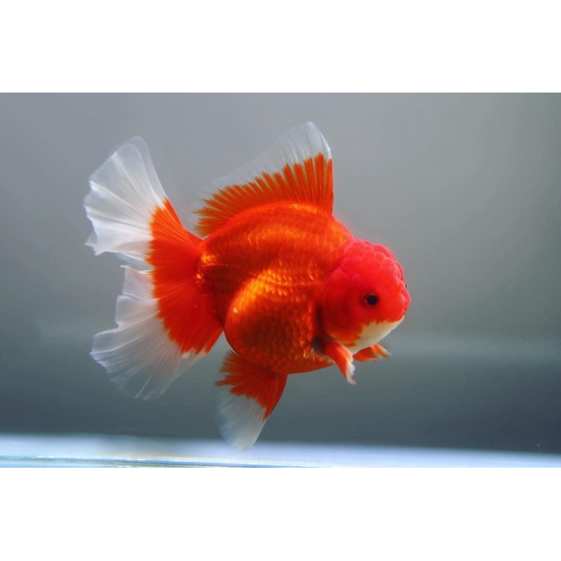 

oranda super red grade A+