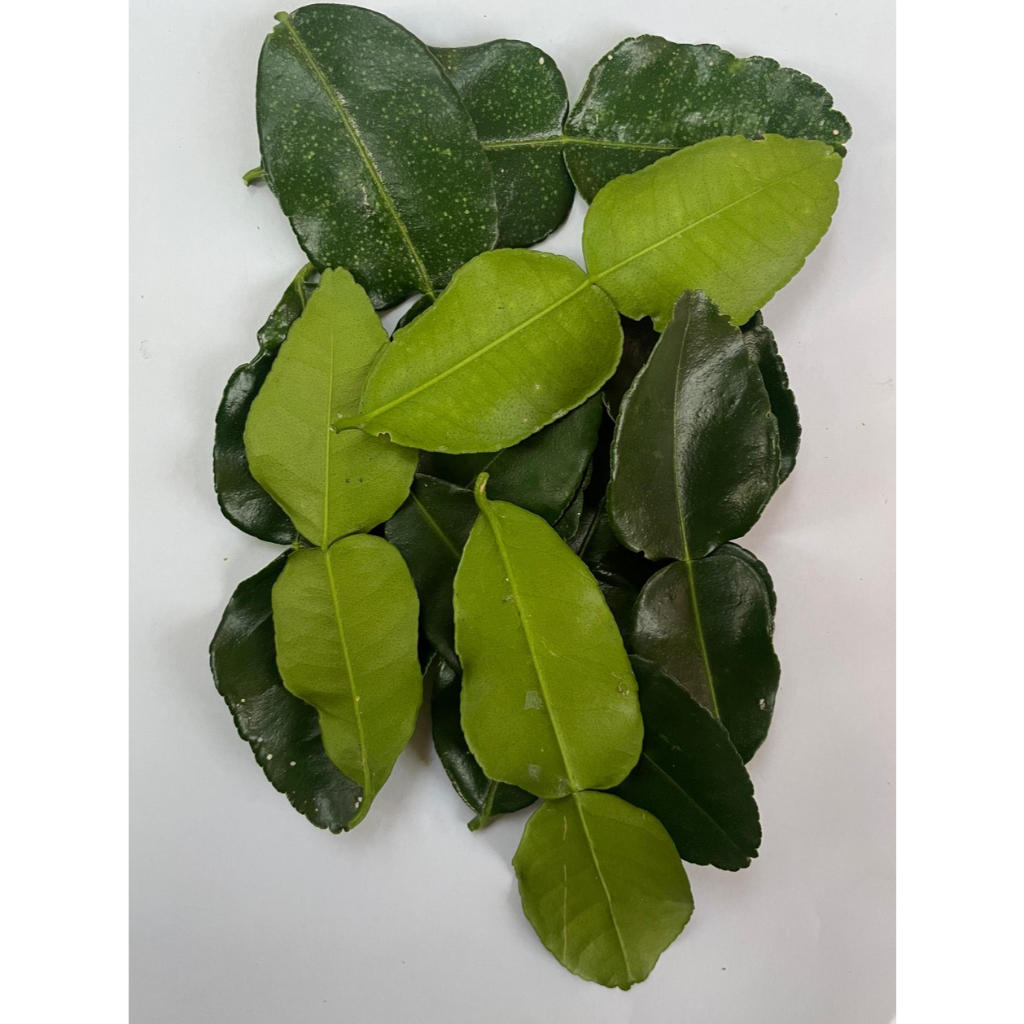 

Daun Jerut Purut Segar Fresh rempah bumbu masak langsung dari kebun