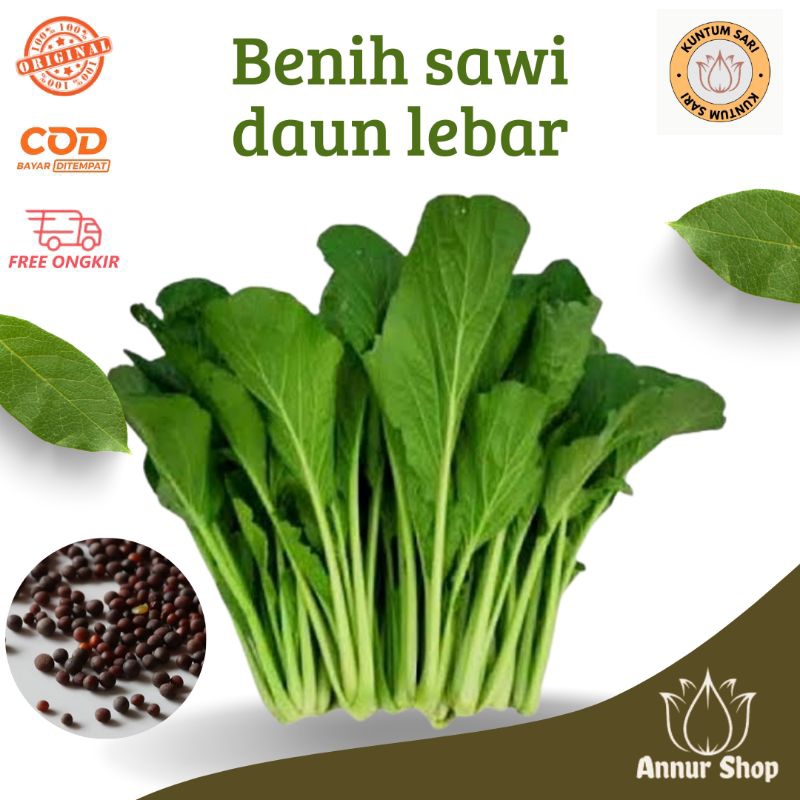 400 Biji Benih / Bibit sawi caisim manis super jumbo