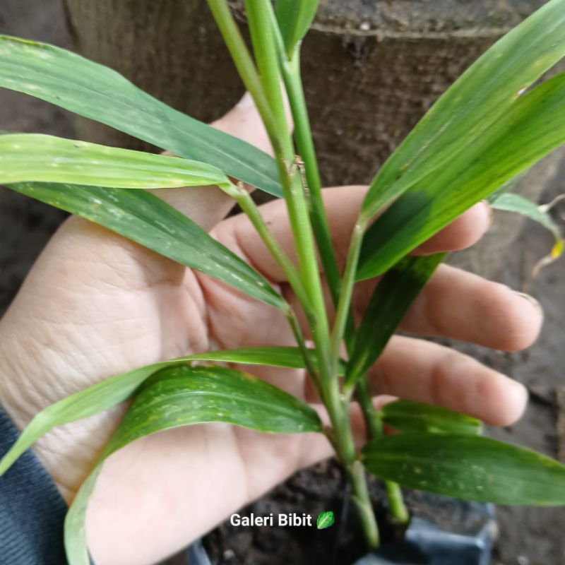 bibit tanaman rimpang jahe merah