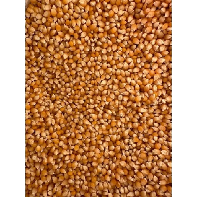 

jagung popcorn 5 mentahan