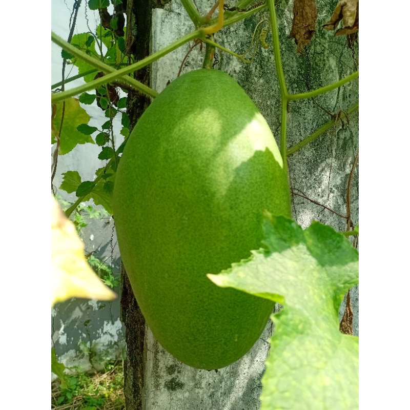 

Buah kundur / Buah Bligo untuk manisan