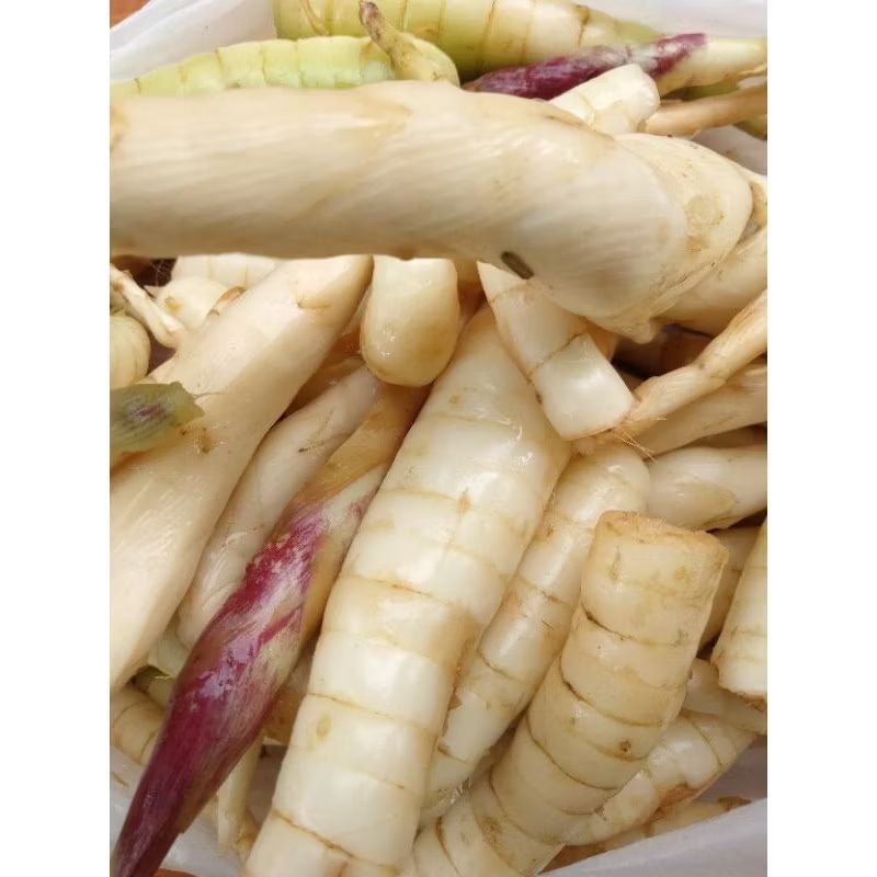 

Promo Umbi Garut Asli Umbi Terigu Isi 1 kg