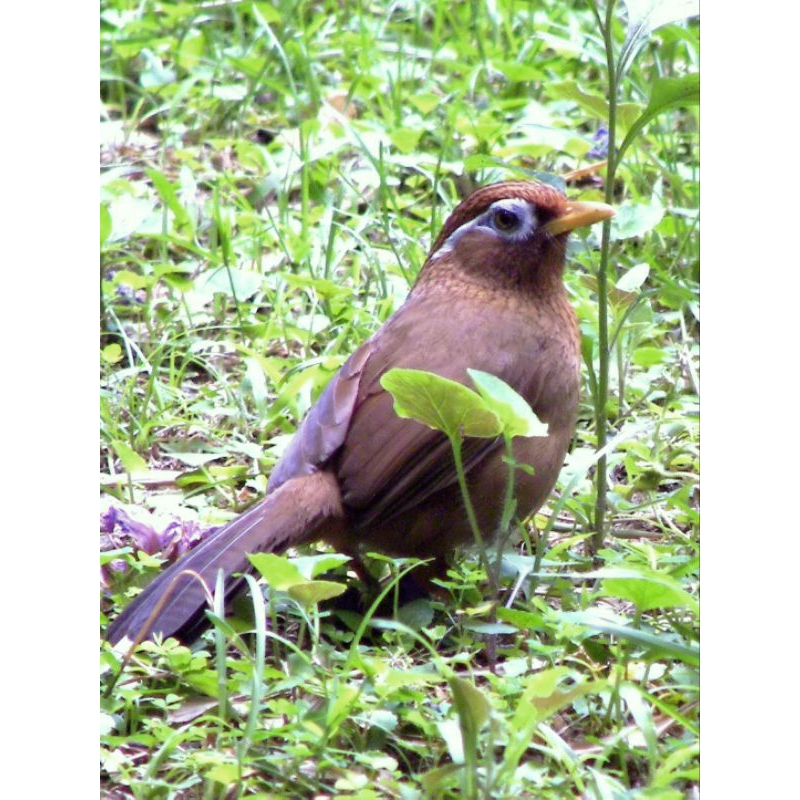 HWAMEI(WAMBI JANTAN ASLI)