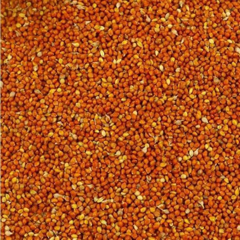 Jewawut super pakan burung 1kg