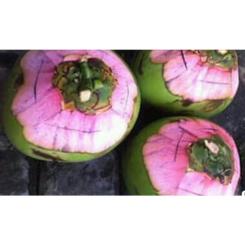 

Kelapa ijo wulung / degan wulung /dehgan khasiat